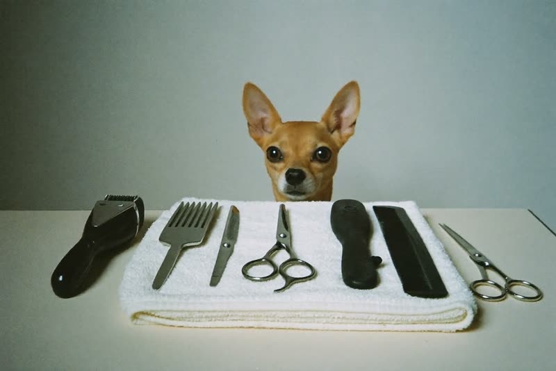 Grooming tools laid out ready on a clean surface