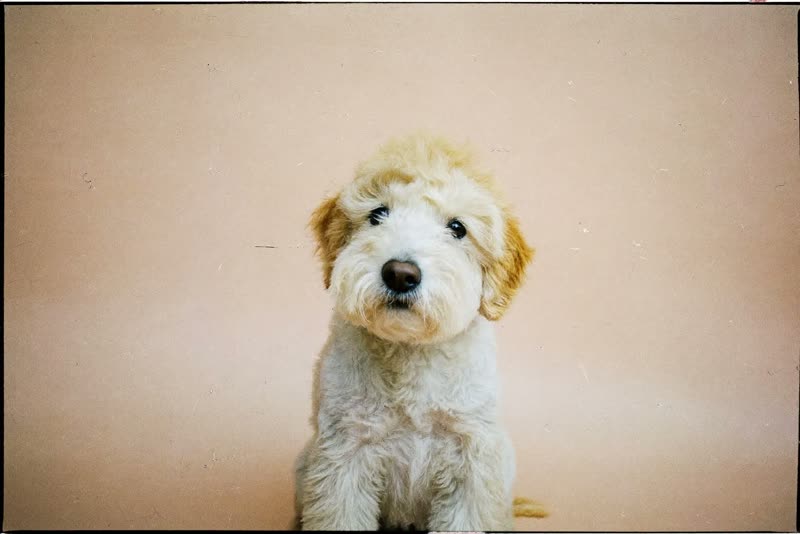 A freshly dried, fluffy dog sitting upright after its groom