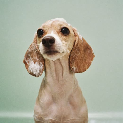 A small dog mid-bath, coat wet and lathered